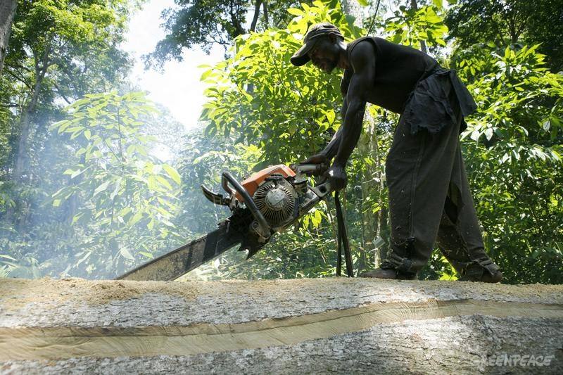 Cutting Tree - Democratic Republic of the Congo Documentation