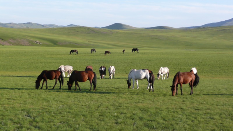 mongolian-horses